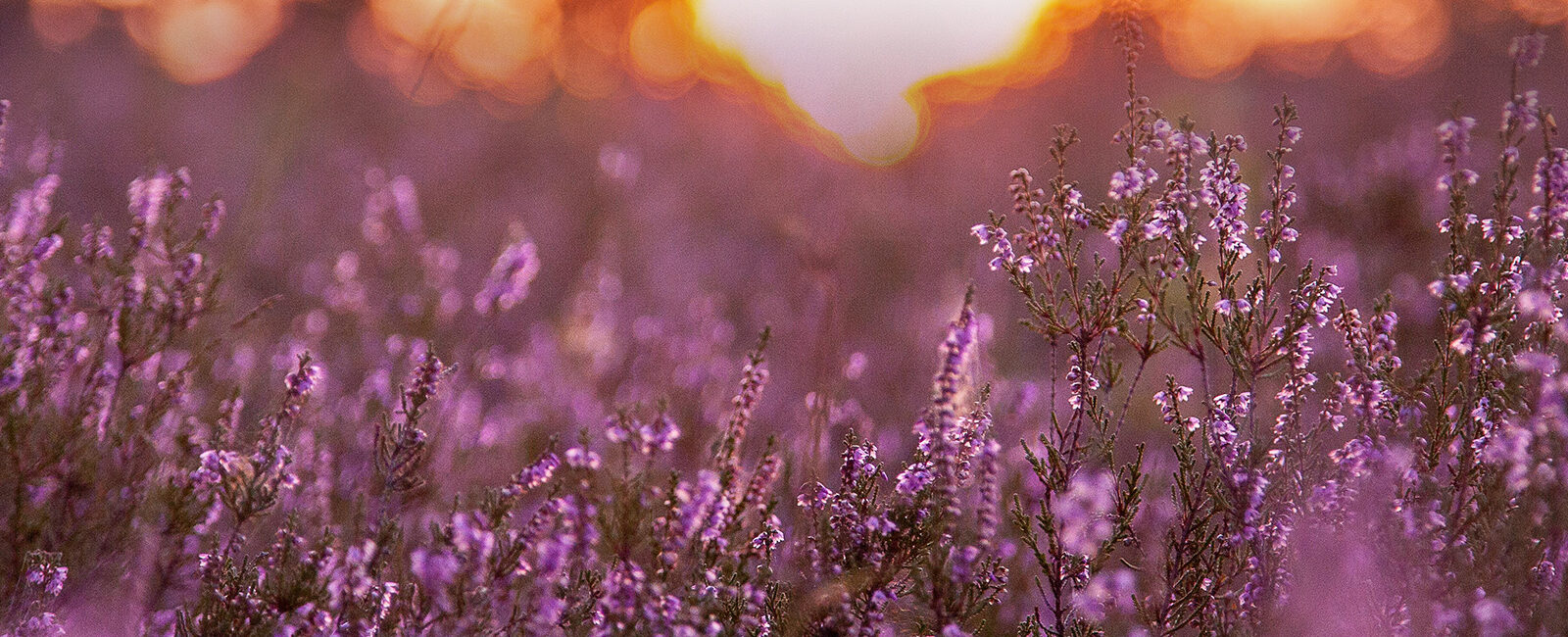 Header_Altemuhl_Fotografie